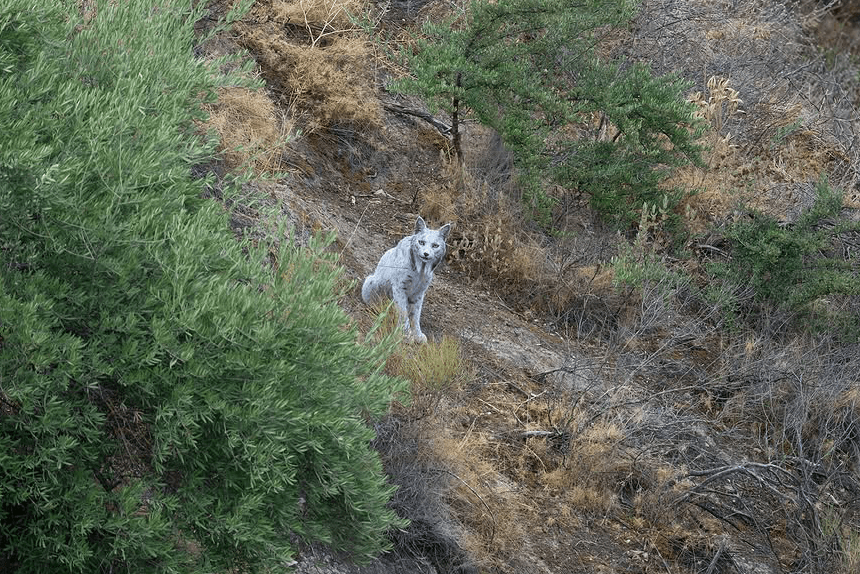 A white Iberian lynx on a rocky slope among green shrubs