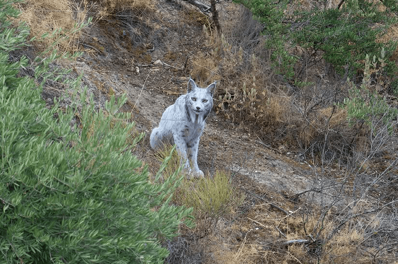 Closer view of the white lynx, its dark spots and pointed ears