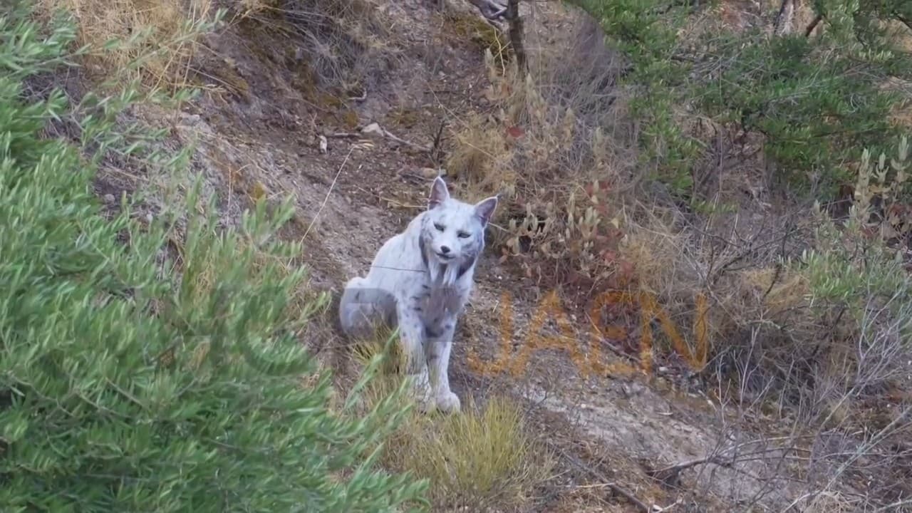 Video: White Iberian Lynx